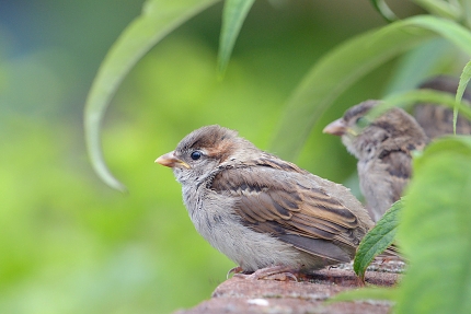 jonge musjes 6-2016 1422